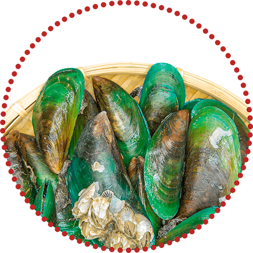 Green lipped mussels in a circle