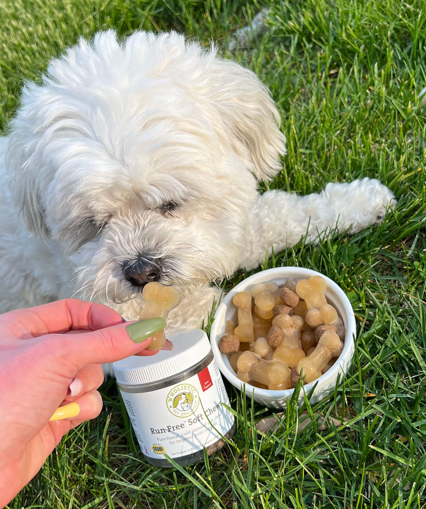 Bone Broth + Hip & Joint Soft Chews Dog Treat