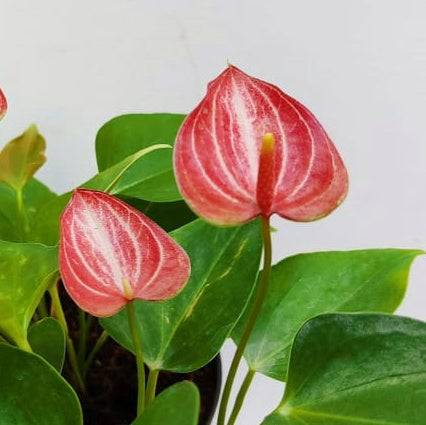 Anthurium Plant Care Guide: Tips For Beginners