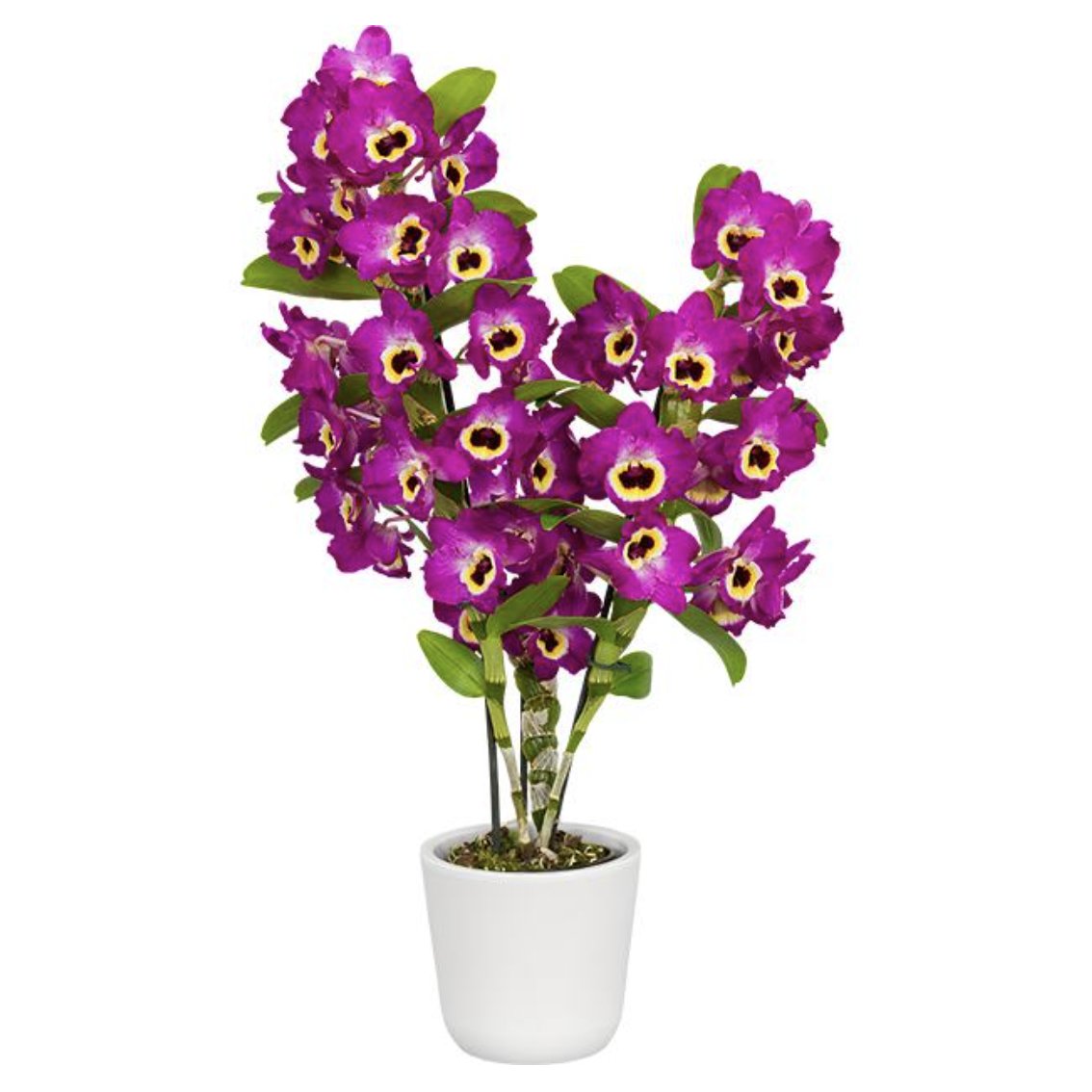 Orchid-tree | Premium Quality Orchids Plants Online India – Orchid ...