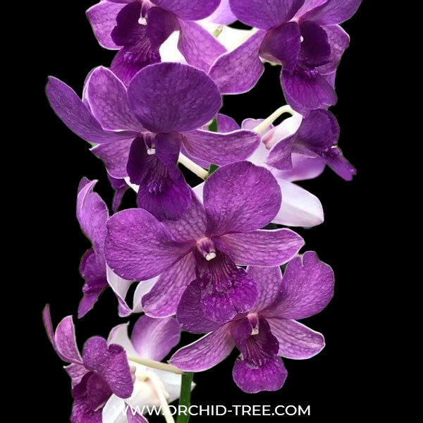Dendrobium MN Blue - BS, Orchid-Tree