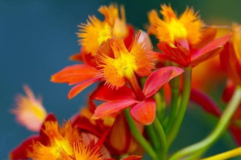 Epidendrum Orchid Care Orchid Culture Sheet Orchid Tree