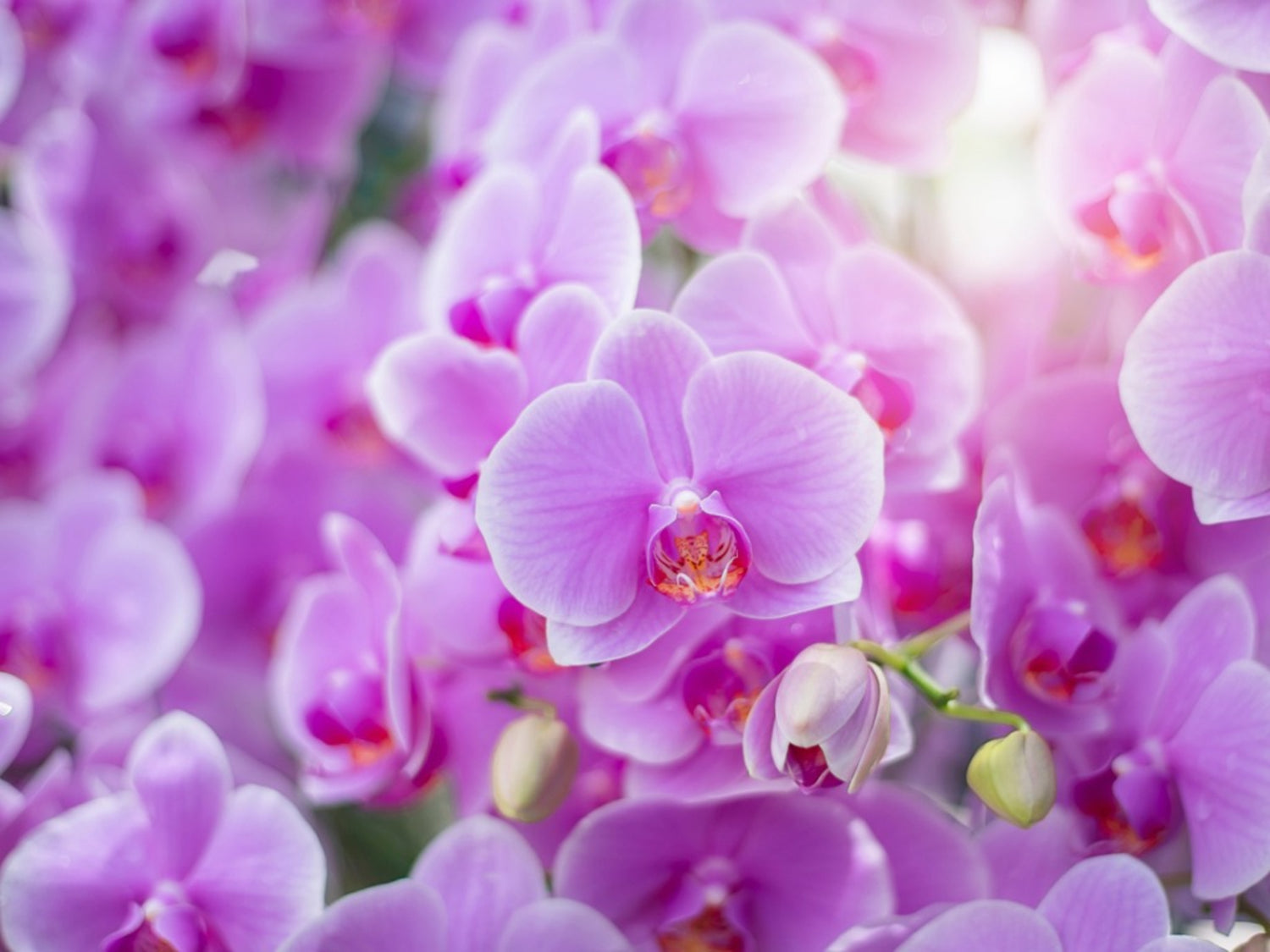 Orchid-tree | Premium Quality Orchids Plants Online India – Orchid ...