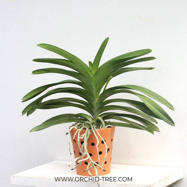 Terracotta Vanda Pot 6 Inch – Orchid-Tree