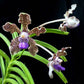 Vanda tessellata sp. - Without Flowers | SS - Buy Orchids Plants Online by Orchid-Tree.com