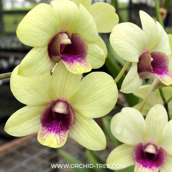 Dendrobium New Burana - Without Flowres | BS - Buy Orchids Plants Online by Orchid-Tree.com
