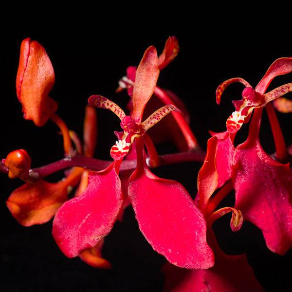 Articoli per il giardino e l'arredamento di esterni Renanthera storei  ibridi 'RED FIRE STAR' NEW kräfige pianta Orchidee Vanda IN3970373