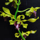 Dendrobium Goldmine Twist #2 - Without Flowers | BS - Buy Orchids Plants Online by Orchid-Tree.com