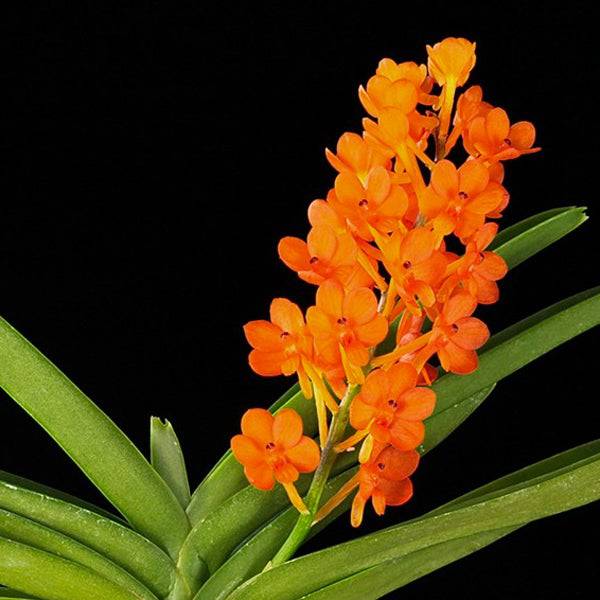 Vanda (Asco.) miniatum sp. - With Flowers | FF(2 Spikes) – Orchid-Tree