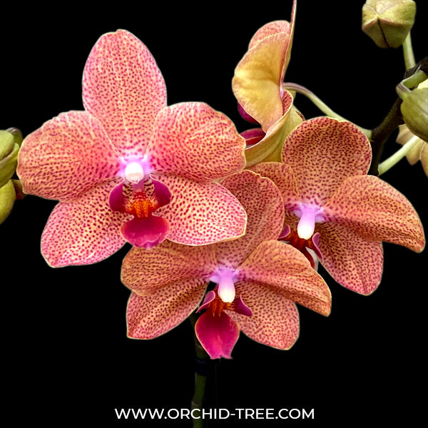 Phalaenopsis Sunset Love - BS – Orchid-Tree