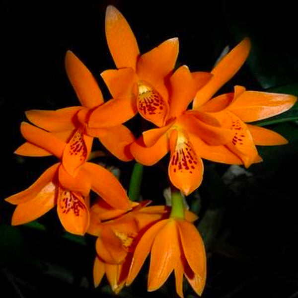 Cattleya aurantiaca sp. – Orchid-Tree