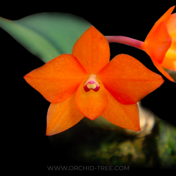 Cattleya (Sophronitis) cernua sp. – Orchid-Tree