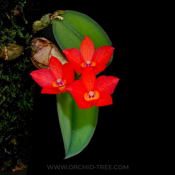 Cattleya (Sophronitis) cernua sp. – Orchid-Tree