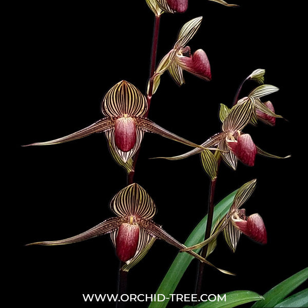 Paphiopedilum rothschildianum x sib - BS – Orchid-Tree