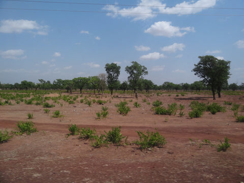 Quality raw shea butter starts in the shea fields where shea nut trees grow wild