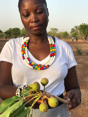 Picking shea nuts in Ghana to produce unrefined shea butter