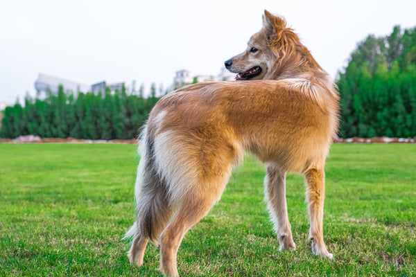 Dubai S First Urban Outdoor Dog Park Howl Growl