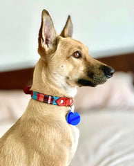 Adoption Dog wearing striped Dog Collar 