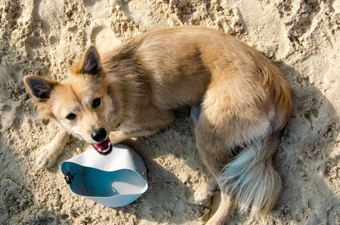 Travel Water Bowl 