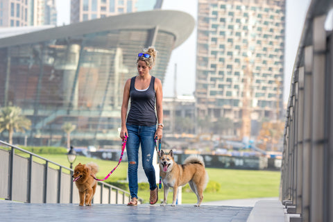 Beat The Heat-Dog Blog-Walking 