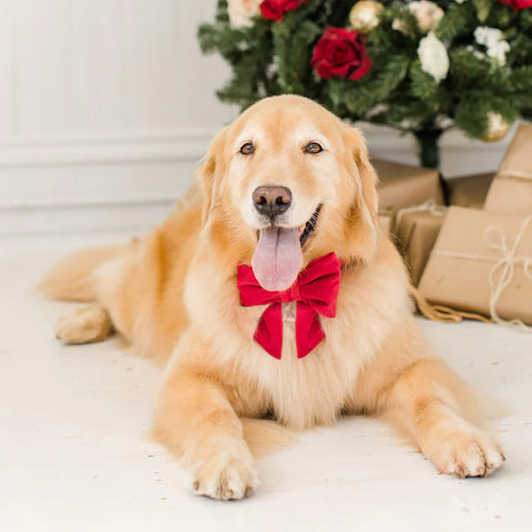 Howl & Growl Christmas Dog Gifts