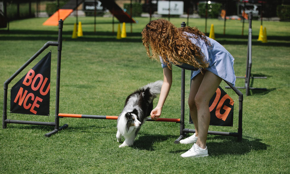 Agility photo by Blue Bird on Pexels