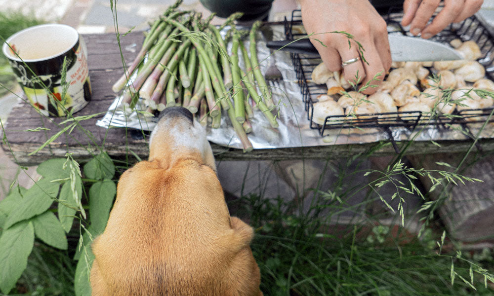 Dog with asparagus photo by Nastya Korenkova on Pexels