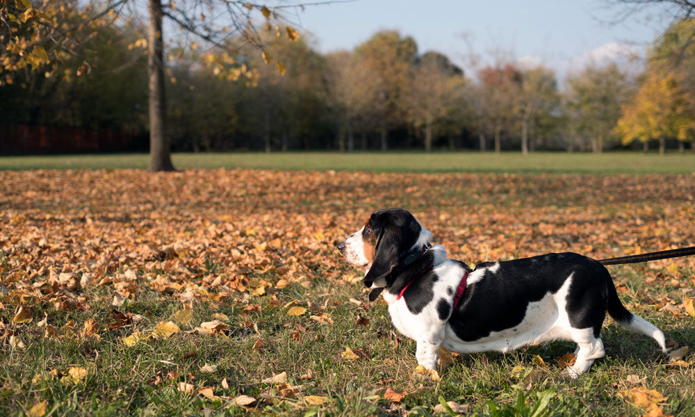 Basset Photo by Luca Finardi on Pexels