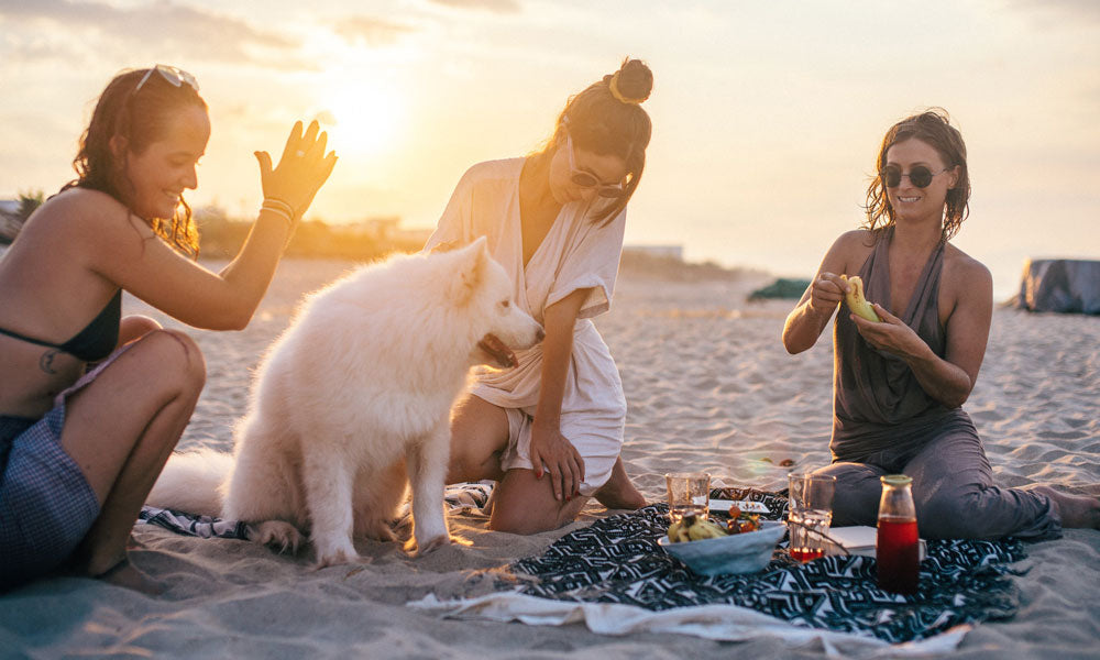 Beach dog photo by Anna Tarazevich on Pexels