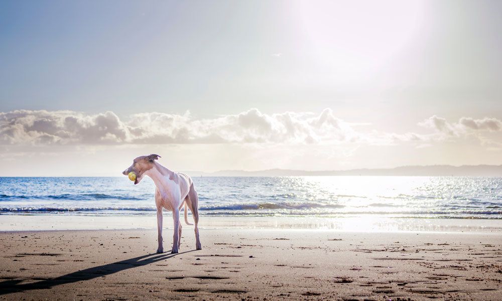 Beach dog pic by Dominika Roseclay on Pexels