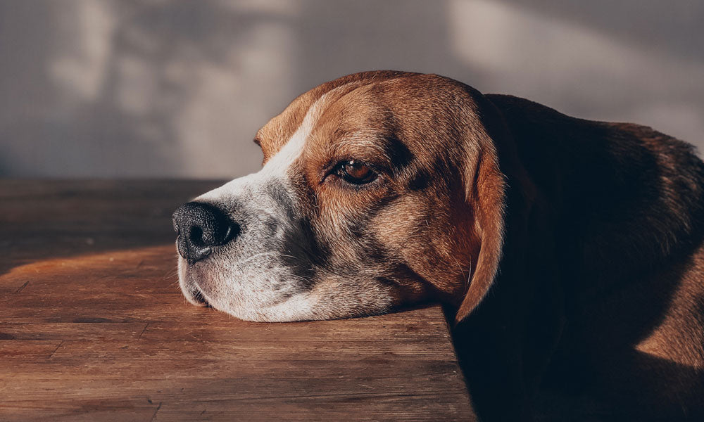 Beagle photo by Dina Nasyrova on Pexels