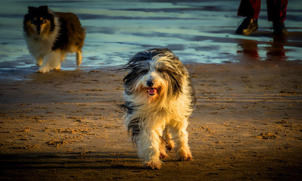 Bearded collie by Ray Bilcliff on Pexels