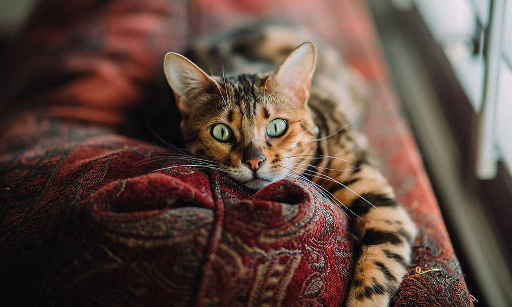 Bengal Cats Love water:Photo by Caleb Woods on Unsplash