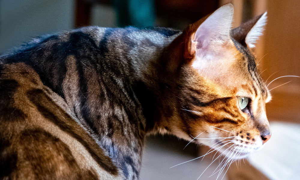 Bengal photo by Bodi on Unsplash