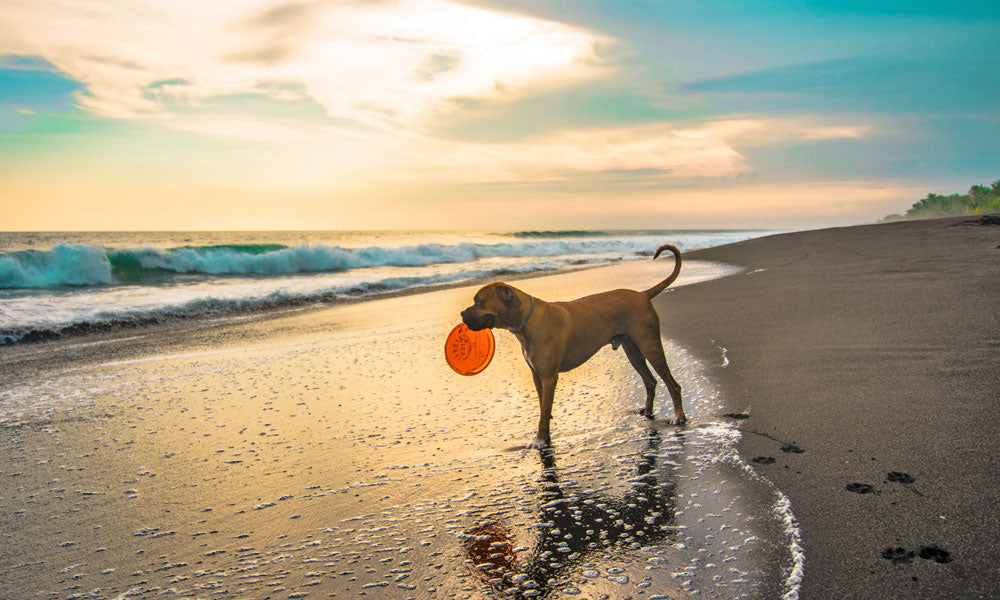 Frisbee Photo by Lenin Estrada on Unsplash