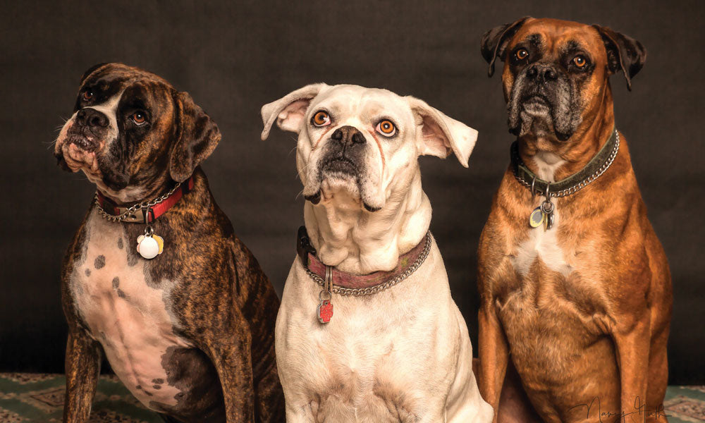 Boxer dogs photo by Nancy Guth on Pexels