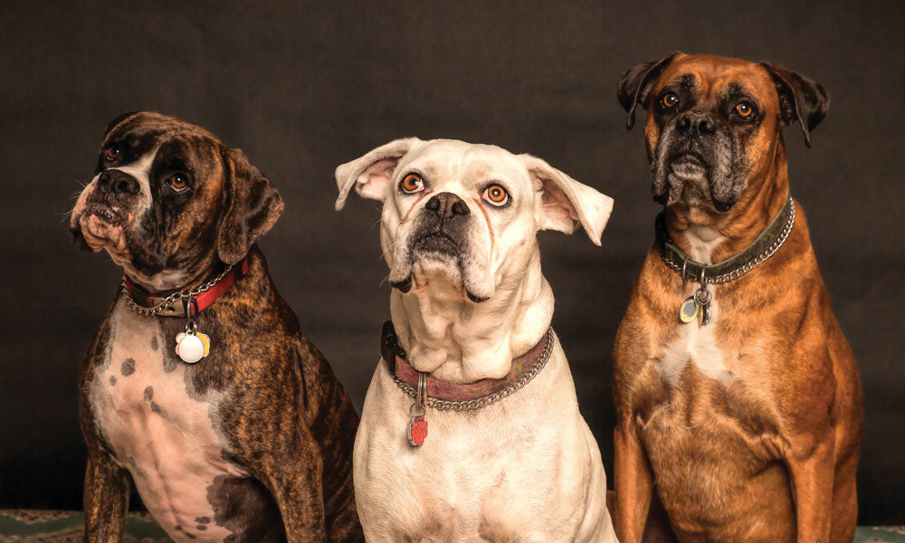 Boxers photo by Nancy Guth on Pexels