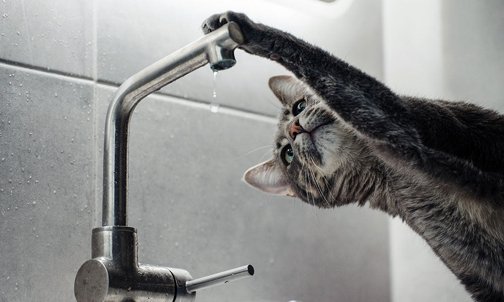 Cat with a tap: Photo by Kazuky Akayashi on Unsplash