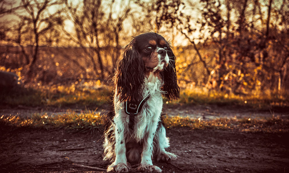 King Charles Spaniel Photo by Mark Plötz on Pexels