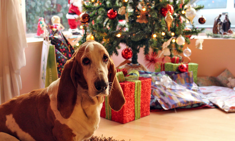 Christmas Basset photo by Maximiliano I Pinilla A on Pexels