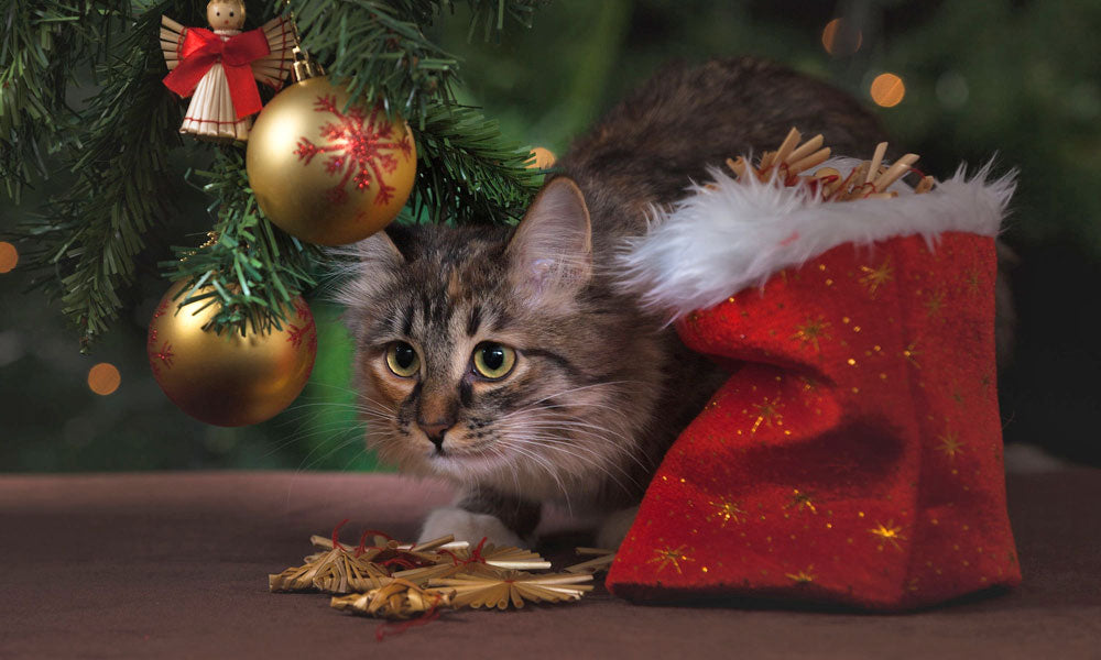 Christmas tree cat photo by Pixabay on Pexels