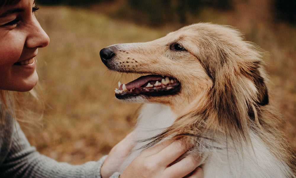 Collie photo by Mary  Nikitina on Pexels