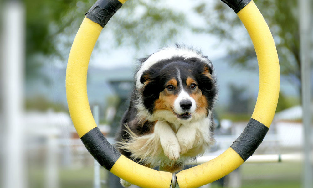 Collie photo by Andrea Lightfoot on Unsplash