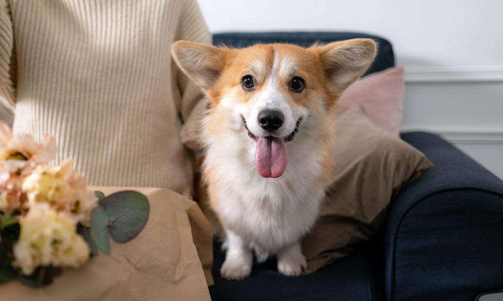 Corgi by by Ron Lach on Pexels