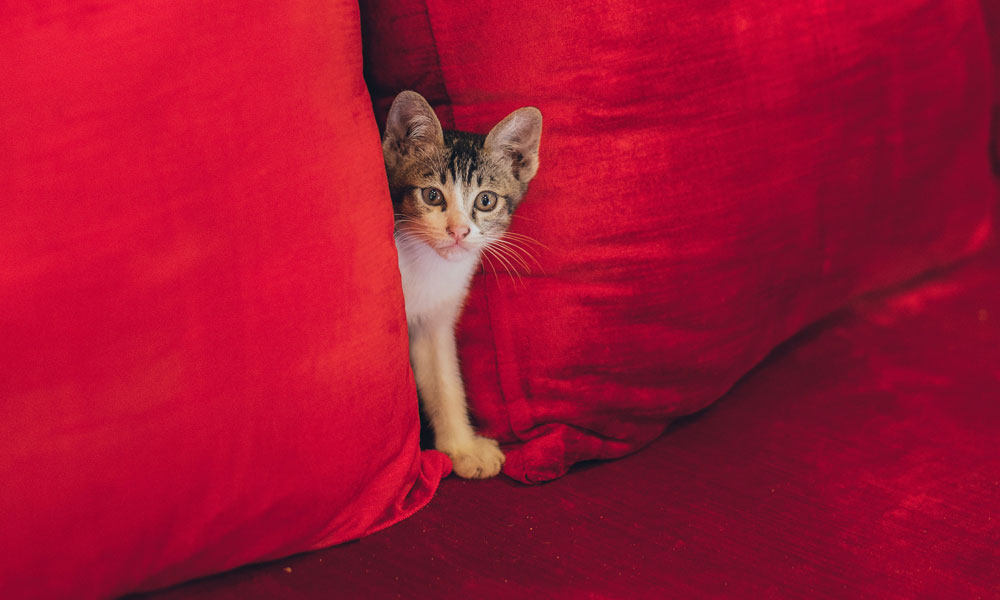 Kitten photo by Elina Sazonova on Pexels