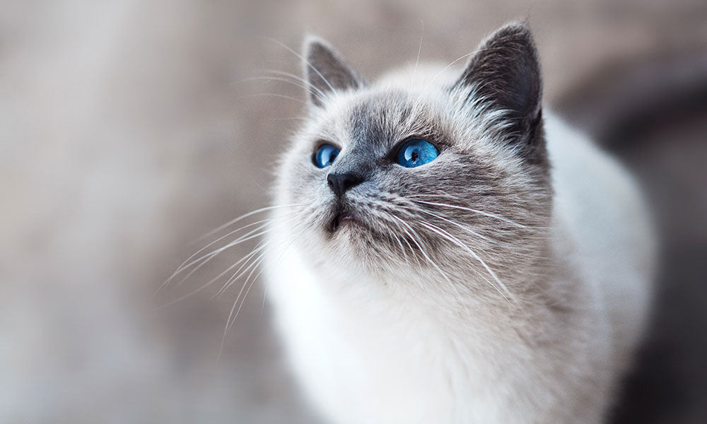 Cute fluffy cat photo by Mikhail Vasilyev on Unsplash