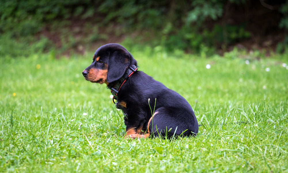 Dachshund puppy photo by Lukas Kloeppel on Pexels