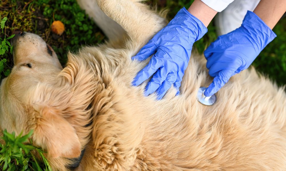 Dog receiving first aid