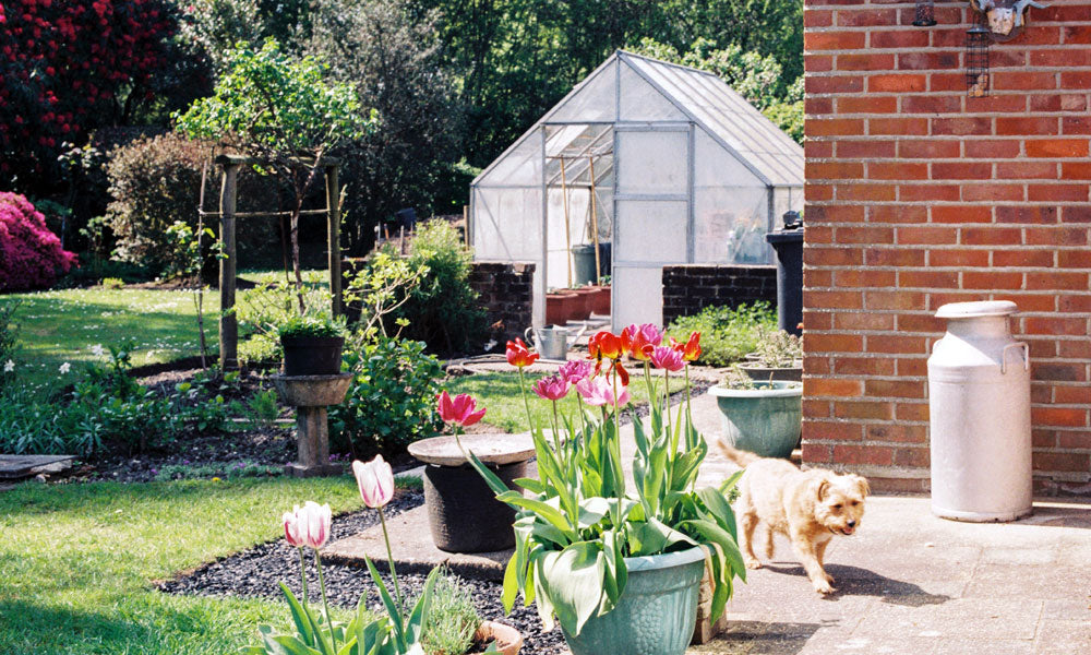 Greenhouse photo by Annie Spratt on Unsplash