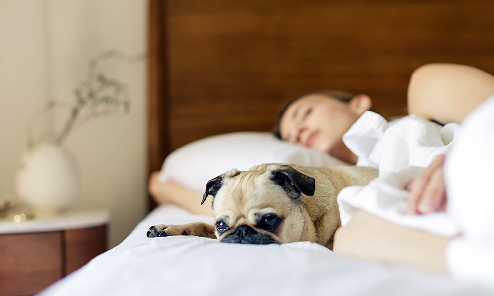 Dog in bed  Photo by Burst on Pexels